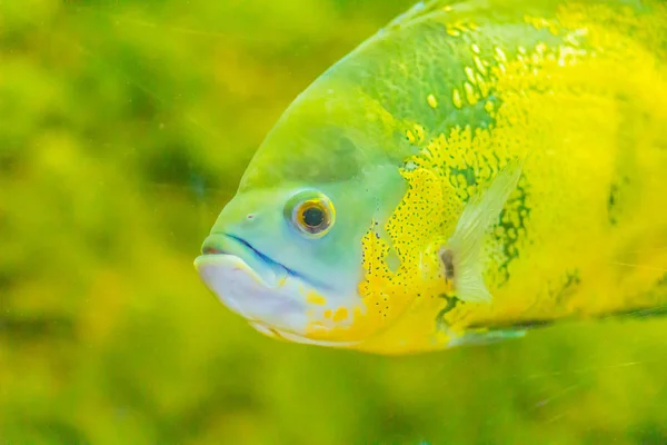 可爱的奥斯卡鱼 星形鱼 是一种鱼从 Cichlid 家族已知的各种共同的名字 包括虎车 天鹅绒西奇利德 大理石鱼 — 图库照片