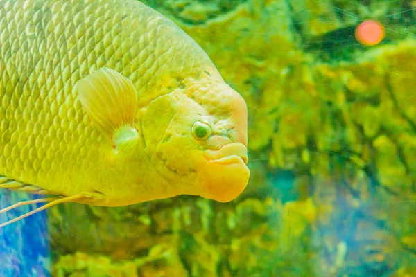 Gourami Osphronemus Goramy 물고기 Gourami 아시아의 그것은 신선한 느리게 움직이는 — 스톡 사진