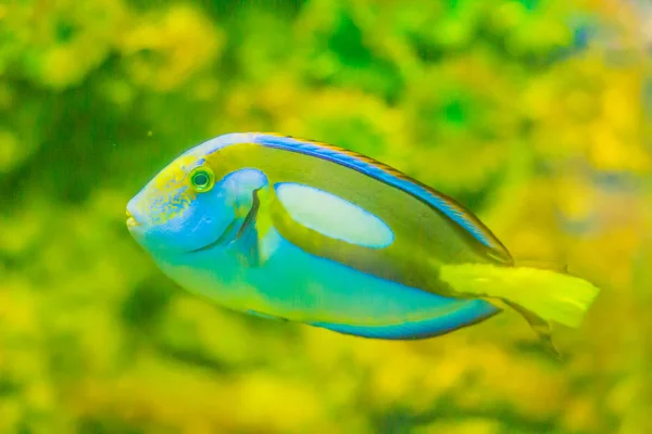 Cute Pacific Regal Blue Tang Fish Paracanthurus Hepatus Está Nadando —  Fotos de Stock