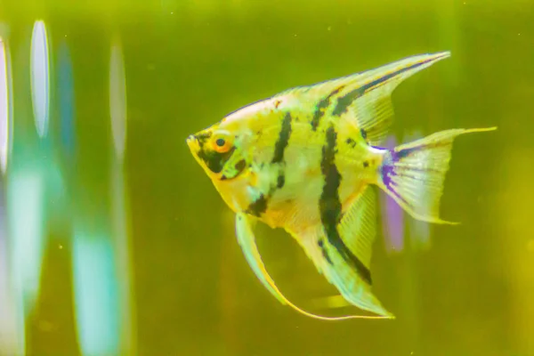 Ładny Skalary Pterophyllum Ryb Małych Rodzaj Słodkowodnych Ryb Okoniokształtnych Rodziny — Zdjęcie stockowe