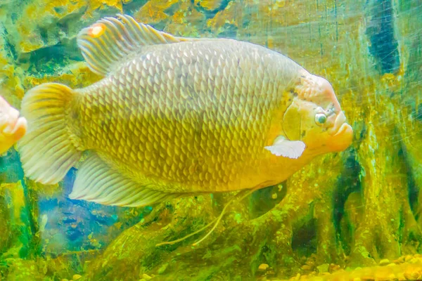 Gourami Gigante Osphronemus Goramy Peixe Uma Espécie Grande Gourami Nativa — Fotografia de Stock