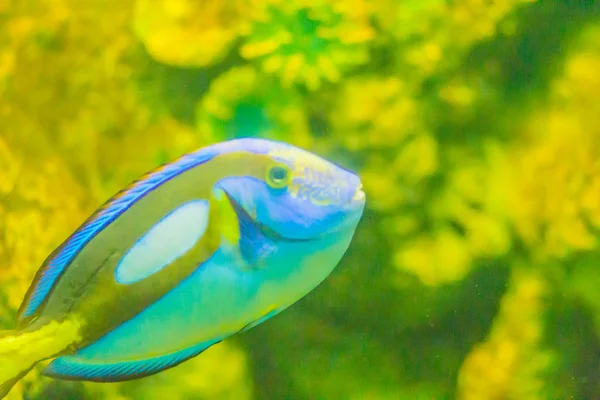 Roztomilý Pacific Regal Blue Tang Ryba Paracanthurus Hepatus Plavání Akváriu — Stock fotografie