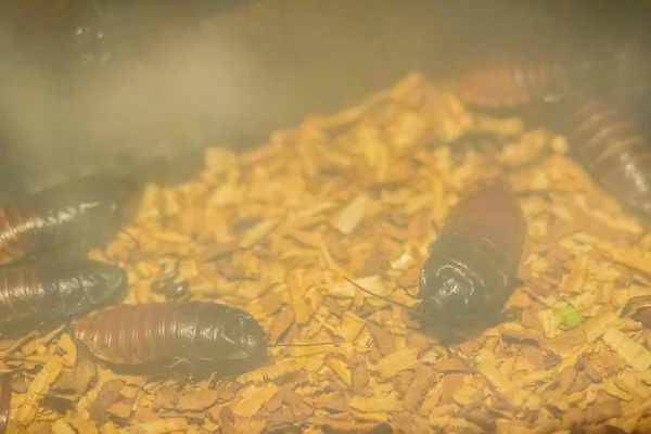 귀여운 치찰음의 바퀴벌레 Gromphadorhina Portentosa 일컬어 치찰음 바퀴벌레 단순히 Hisser — 스톡 사진