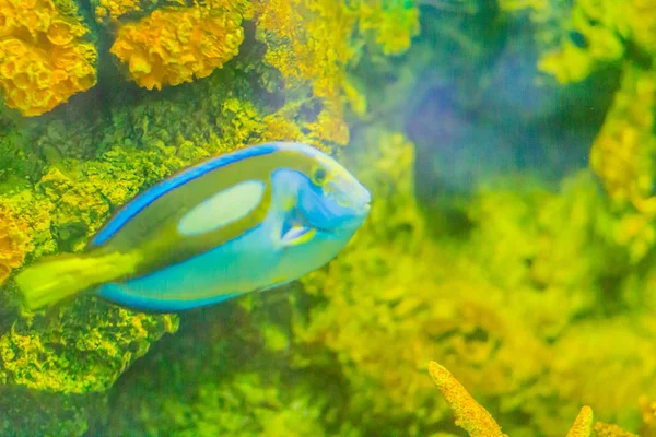 Cute Pacific Regal Blue Tang Fish Paracanthurus Hepatus Está Nadando — Fotografia de Stock