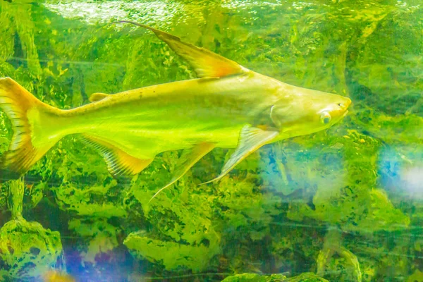 Pangasius Gigante Bonito Tubarão Paroon Peixe Gato Pangasid Peixe Gato — Fotografia de Stock