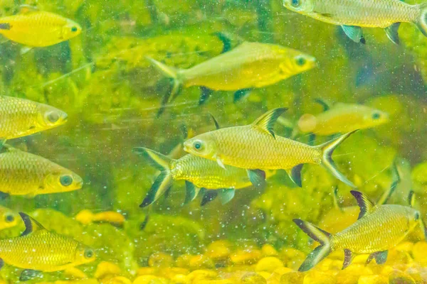 かわいい焼け尾バーブ魚 Balantiocheilos Ambusticauda シャム シルバーシャークとも呼ばれる コイ科の家族からおそらく絶滅淡水魚の種 — ストック写真