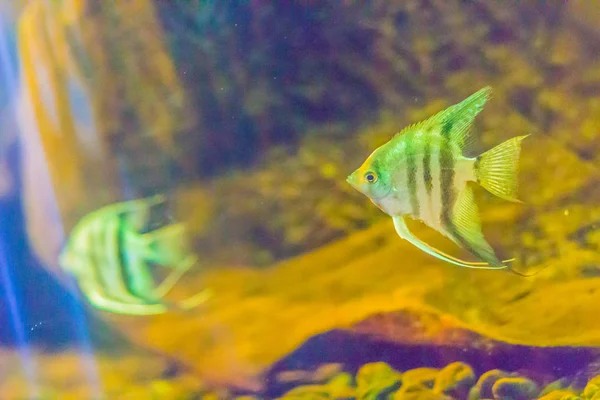 Cute Angelfish Pterophyllum Small Genus Freshwater Fish Family Cichlidae Known — стоковое фото