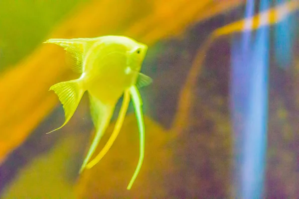 Cute Angelfish Pterophyllum Fish Pequeño Género Peces Agua Dulce Familia — Foto de Stock