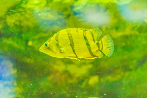 Cute Northeastern Siamese Tigerfish Aquarium Siamese Tigerfish Datnioides Pulcher Critically — Stock Photo, Image