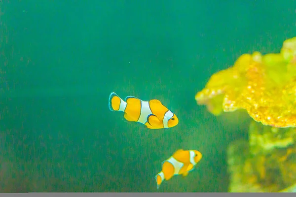 Pez Payaso Ocellaris Lindo Amphiprion Ocellaris También Conocido Como Falso — Foto de Stock