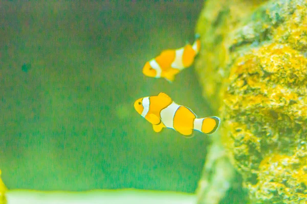 Cute Ocellaris Clownfish Amphiprion Ocellaris Noto Anche Come Pesce Pagliaccio — Foto Stock
