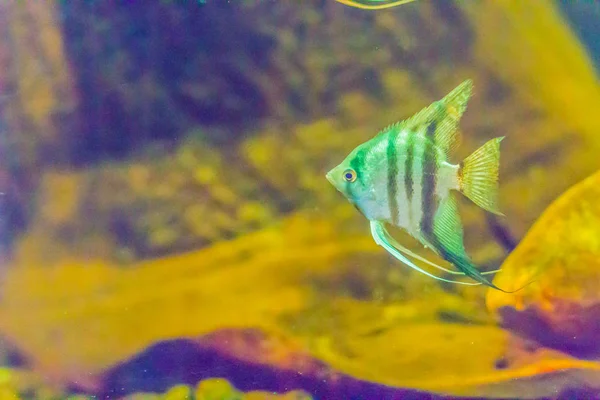 Cute Angelfish Pterophyllum Small Genus Freshwater Fish Family Cichlidae Known — стоковое фото