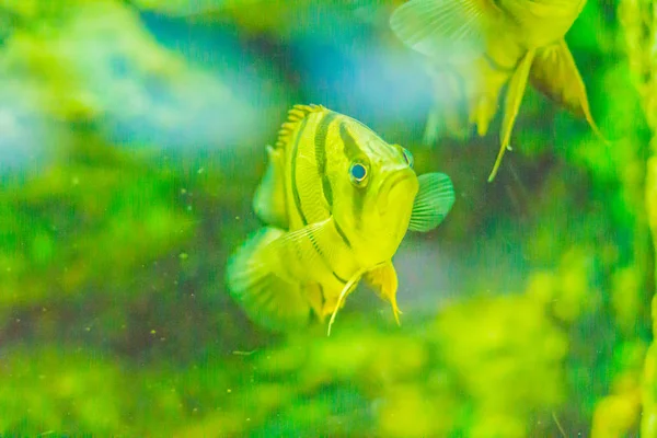 Roztomilý Severovýchodní Siamská Tigerfish Akváriu Tigerfish Siamská Datnioides Pulcher Kriticky — Stock fotografie