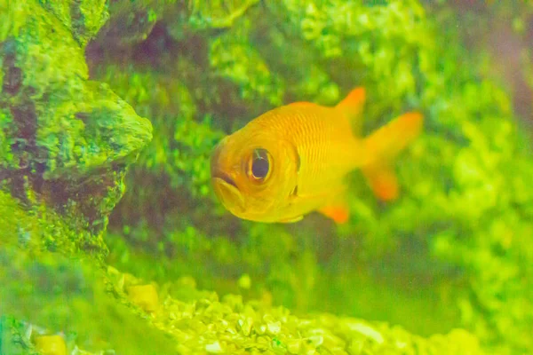 かわいい Blotcheye Soldierfish セグロマツカサ Murdjan は水槽で泳いでいます セグロマツカサ Murdjan はインド太平洋で発見 Soldierfish — ストック写真