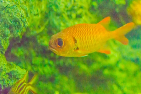 Schattig Blotcheye Soldierfish Myripristis Murdjan Het Aquarium Zwemmen Myripristis Murdjan — Stockfoto