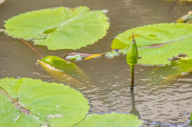 Yeşil lotus gölette filizlenen. Tek lotus çiçek tomurcuk havuzda yeşil yaprakları ile.
