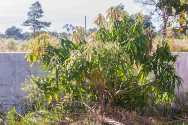 Arka bahçesinde çitin yanında yeşil genç mango ağacı.