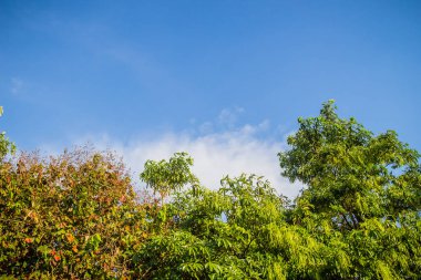 Yeşil yaprakları ve kırmızı çiçekli çerçeve mavi gökyüzü arka plan ve kopya alanı ile. Doğa çerçeve yeşil dallar mavi gökyüzü arka plan üzerinde bırakın. Mavi gökyüzü ve beyaz bulut karşı orman yeşil yaprakları