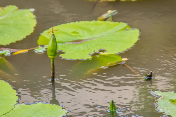 Zöld Lotus Kezdő Tóban Egyetlen Lotus Flower Bud Zöld Levelek — Stock Fotó