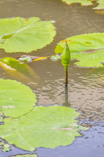 Zöld Lotus Kezdő Tóban Egyetlen Lotus Flower Bud Zöld Levelek — Stock Fotó