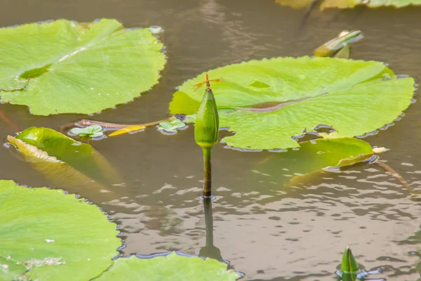 Zöld Lotus Kezdő Tóban Egyetlen Lotus Flower Bud Zöld Levelek — Stock Fotó