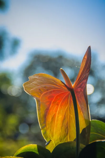 Hybride Rode Flamingo Bloem Anthurium Flamingo Bloem Ochtend Zon Anthurium — Stockfoto