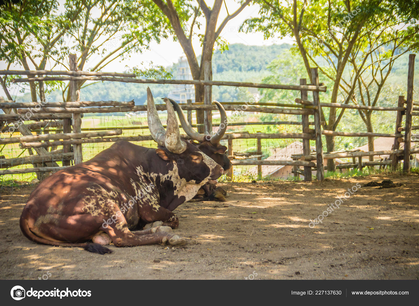 Bonito Touro Ankole Watusi Com Chifres Muito Grandes Fazenda Ankole Fotos Imagens De C Kampwit