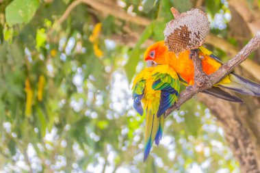 Şirin güneş muhabbet kuşu veya güneş conure papağan güneş çiçek tohumu yiyor. Bilimsel adında canlı renkli papağan Kuzeydoğu'e Güney Amerika Aratinga solstitialis, orta boy, olduğunu.