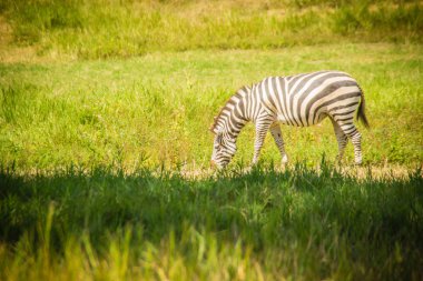 Güneşli bir günde yeşil alan çim yeme zebra. Yeşil alanda şirin zebra.