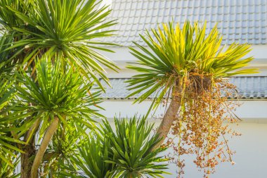 Güzel Dracaena loureiri (Chan phaa) çiçek bahçesinde. Dracaena türler olmaktır Tayland kireçtaşı dağlık bölgelerde üzerinde büyüyen bulundu.