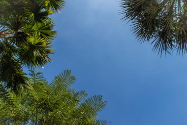 Mavi güneşli gökyüzü arka plan ile bir güzel tropikal palmiye ağacı görünümünü arıyorsunuz-up. Metin kopyalama yeri olan mavi gökyüzü hurma ağacı orman yeşil yaprak.