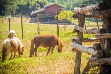 Şirin minyatür at veya gruptaki midilli. Sevimli küçük midilli. Minyatür at nalı dostu ve iyi insanlarla etkileşime.