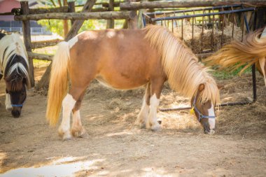 Şirin minyatür at veya gruptaki midilli. Sevimli küçük midilli. Minyatür at nalı dostu ve iyi insanlarla etkileşime.