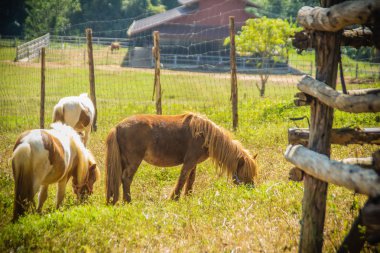 Şirin minyatür at veya gruptaki midilli. Sevimli küçük midilli. Minyatür at nalı dostu ve iyi insanlarla etkileşime.