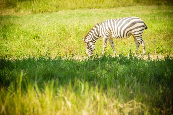 Zebra Jíst Trávu Zeleném Poli Slunečný Den Roztomilá Zebra Zeleném — Stock fotografie