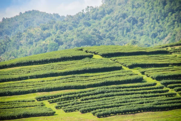 Wiersze Drzewa Herbaty Dolinie Chińskiej Herbaty Farm Piękna Zielona Herbata — Zdjęcie stockowe