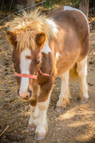 Leuke Miniatuur Paard Pony Farm Schattige Kleine Pony Miniatuurpaarden Zijn — Stockfoto