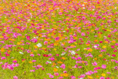 Güneşli bir gün alanında Cosmos çiçeklerin renkli arka plan. Güzel alanında çiçek açan çiçekler sezon yaz ve bahar.