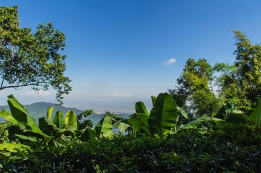 Yeşil yaprakları muz, bambu ve ağaç çerçevesi mavi gökyüzü arka plan ve kopya alanı. Doğa çerçeve yeşil dallar üzerinde mavi gökyüzü bırakın. Mavi gökyüzü ve beyaz bulut karşı orman yeşil yaprakları