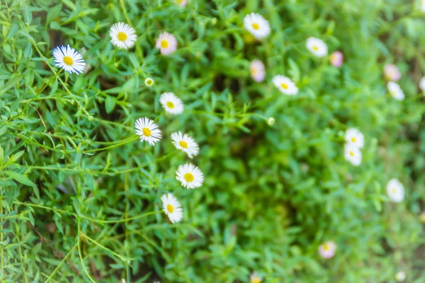 緑の葉の背景に咲く美しい白い小さなヒナギクの花 緑の草原 セレクティブ フォーカス白いデイジーの花 — ストック写真