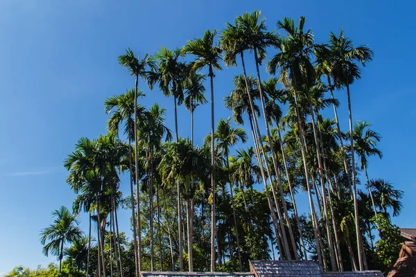 Árboles Altos Betel Areca Catechu También Conocidos Como Palmera Nuez —  Fotos de Stock