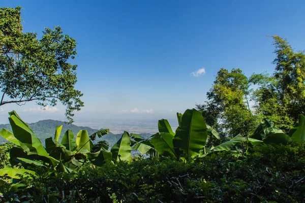 Yeşil yaprakları muz, bambu ve ağaç çerçevesi mavi gökyüzü arka plan ve kopya alanı. Doğa çerçeve yeşil dallar üzerinde mavi gökyüzü bırakın. Mavi gökyüzü ve beyaz bulut karşı orman yeşil yaprakları