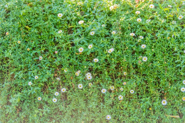 Piękne Białe Stokrotki Małe Kwiaty Kwitnące Tle Zielonych Liści Daisy — Zdjęcie stockowe