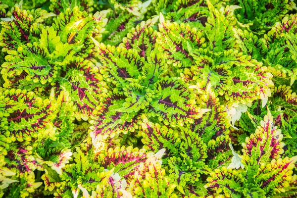 Fundo Folhas Coloridas Solenostemon Também Conhecido Como Coleus Padrão Folhas — Fotografia de Stock