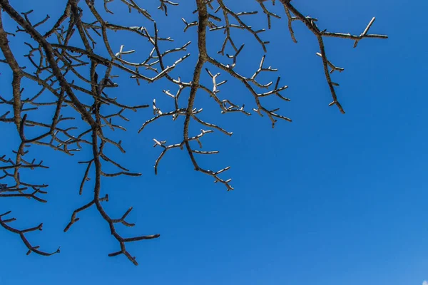 葉背景なし木の枝 乾燥する季節なし木の葉秋の背景の木の美しい枝 本文のコピーで青空背景に秋の間に葉のない木 — ストック写真