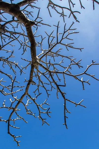 Rami Alberi Senza Sfondo Foglie Albero Stagione Asciutto Senza Foglie — Foto Stock