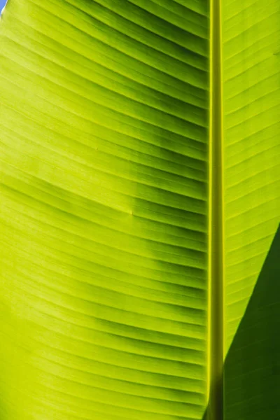 Patrón Hoja Verde Plátano Para Fondo Hoja Plátano Exótica Colorida — Foto de Stock