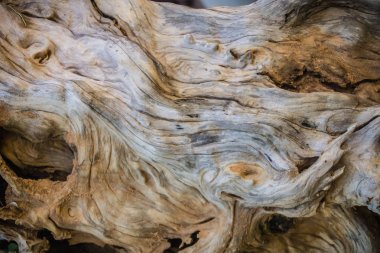 Kurumuş ağaç gövdesi ve korkunç sahne bak kökleri için arka plan arka bahçe yakın.