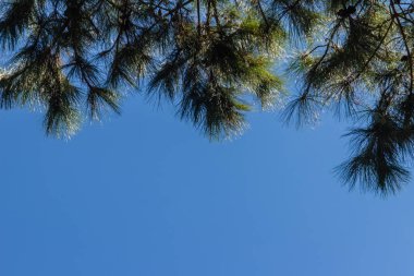 Mavi güneşli gökyüzü arka plan güzel tropikal çam ağacıyla görünümünü arıyorsunuz-up. Yeşil çam ağacı orman mavi gökyüzü ile kopya alanı metin için yaprak.