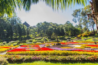 Renkli çiçekler Mae Fah Luang Bahçe, Chiang Rai, Tayland. Salvia Petunya Begonya güller, çiçek, uğurlu ağaçlar, uzun ömürlü ve 70'den fazla tür gibi soğuk kış çiçek bahçesi.